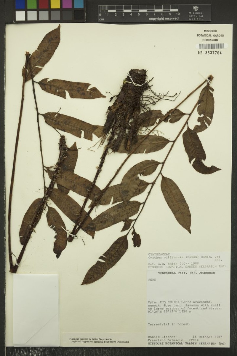Cyathea maguirei photo 3