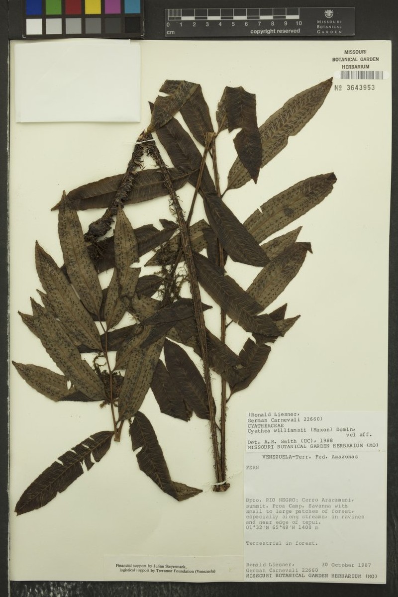Cyathea maguirei photo 4