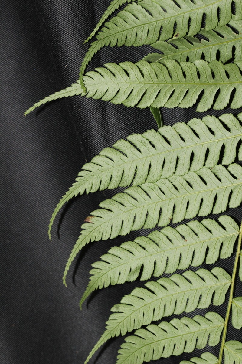Cyathea margarita photo 2
