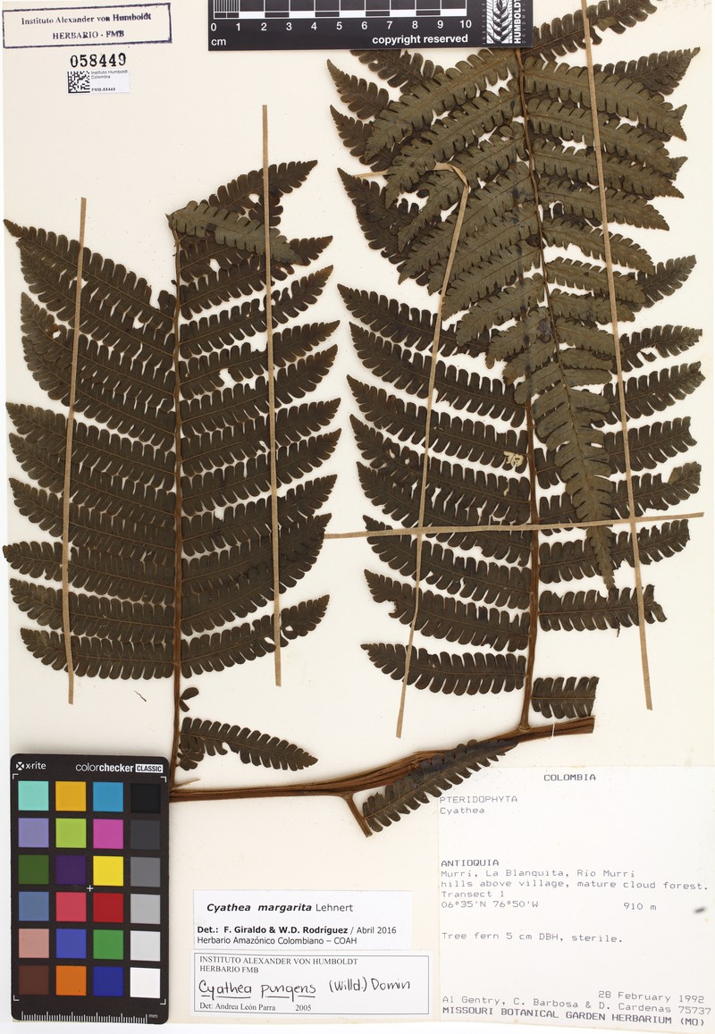Cyathea margarita photo 3