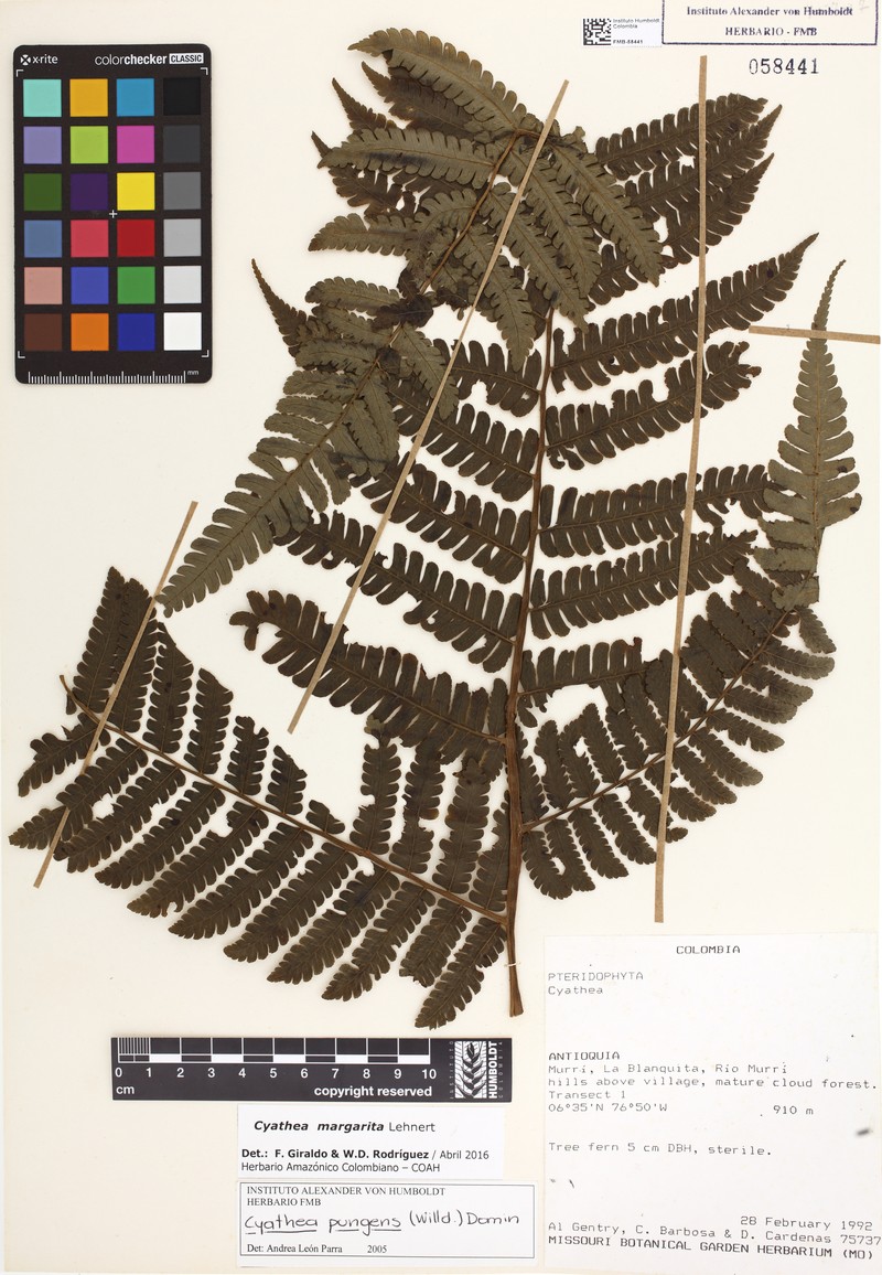 Cyathea margarita photo 4