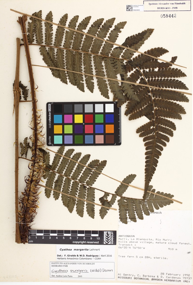 Cyathea margarita photo 5