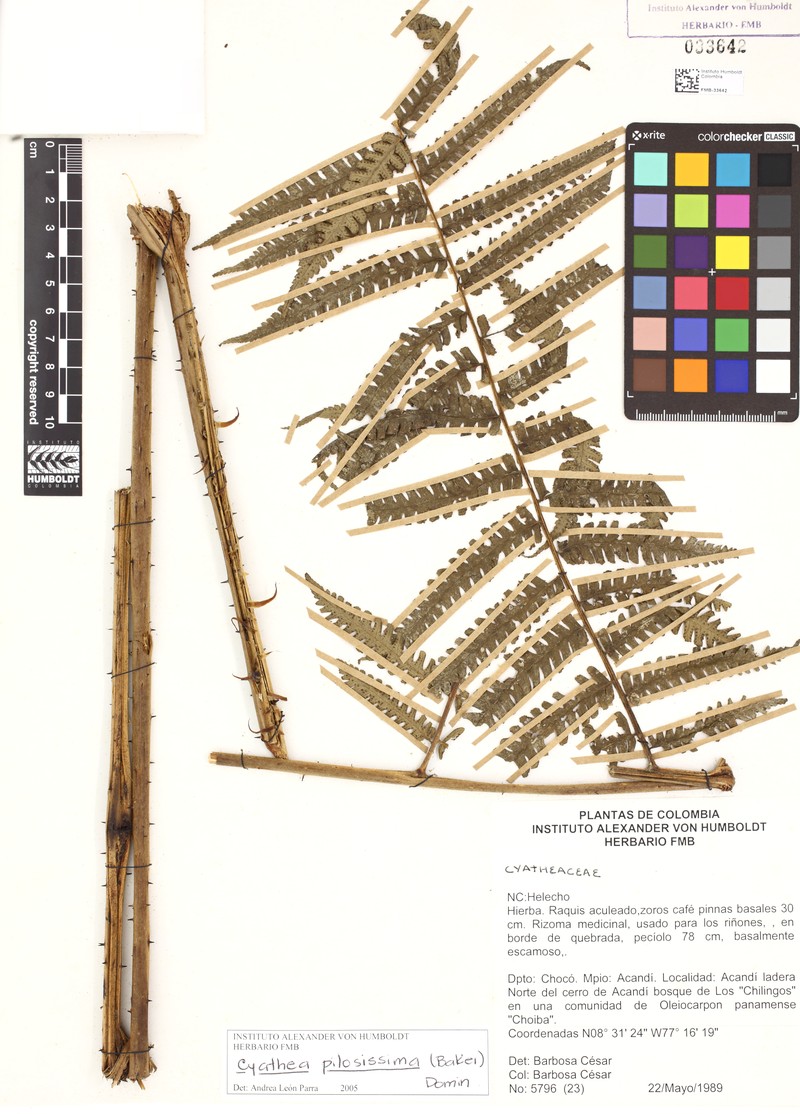 Cyathea margarita photo 6