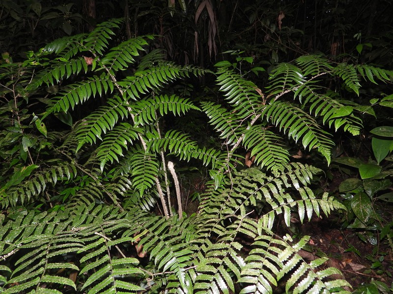 Cyathea marginalis