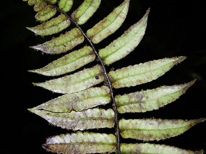 Cyathea marginalis photo 2