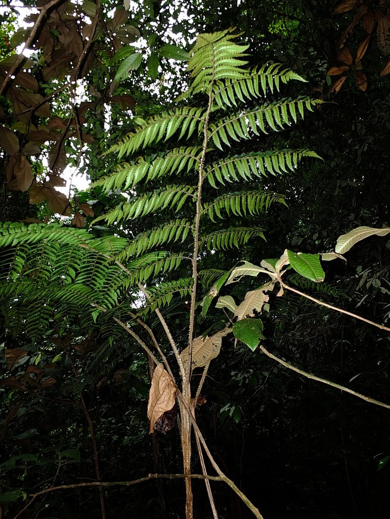 Cyathea marginalis photo 3