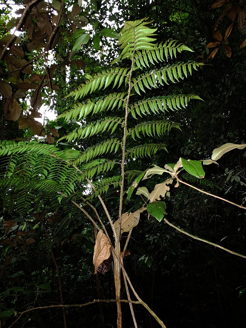 Cyathea marginalis photo 5
