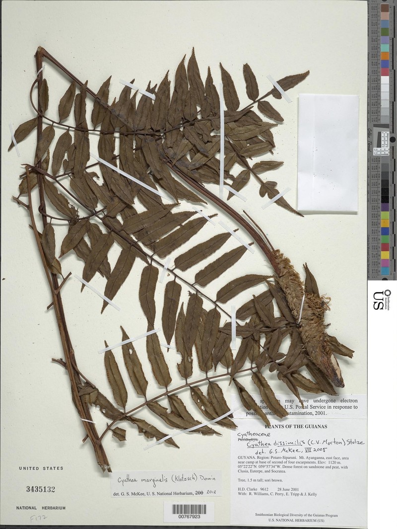 Cyathea marginalis photo 6