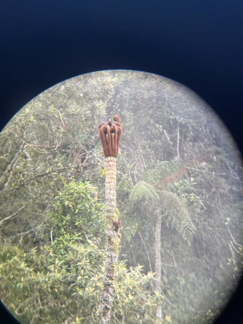 Cyathea meridensis