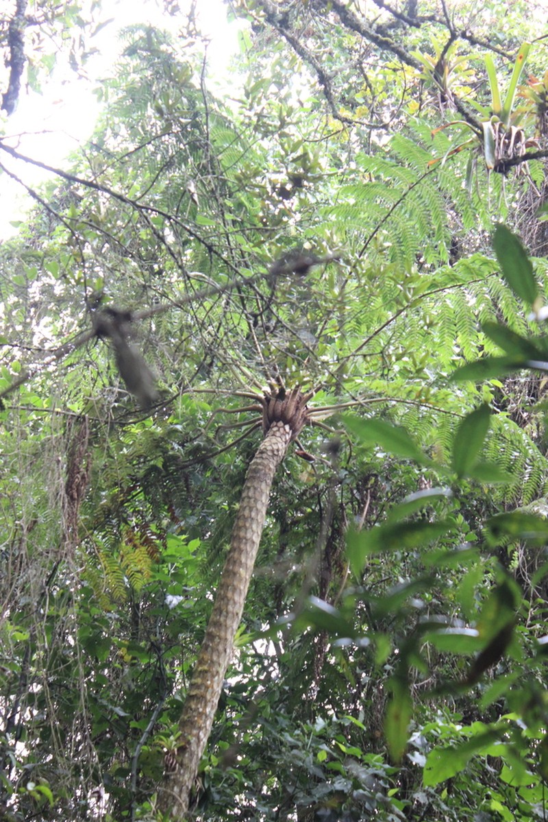 Cyathea meridensis photo 2