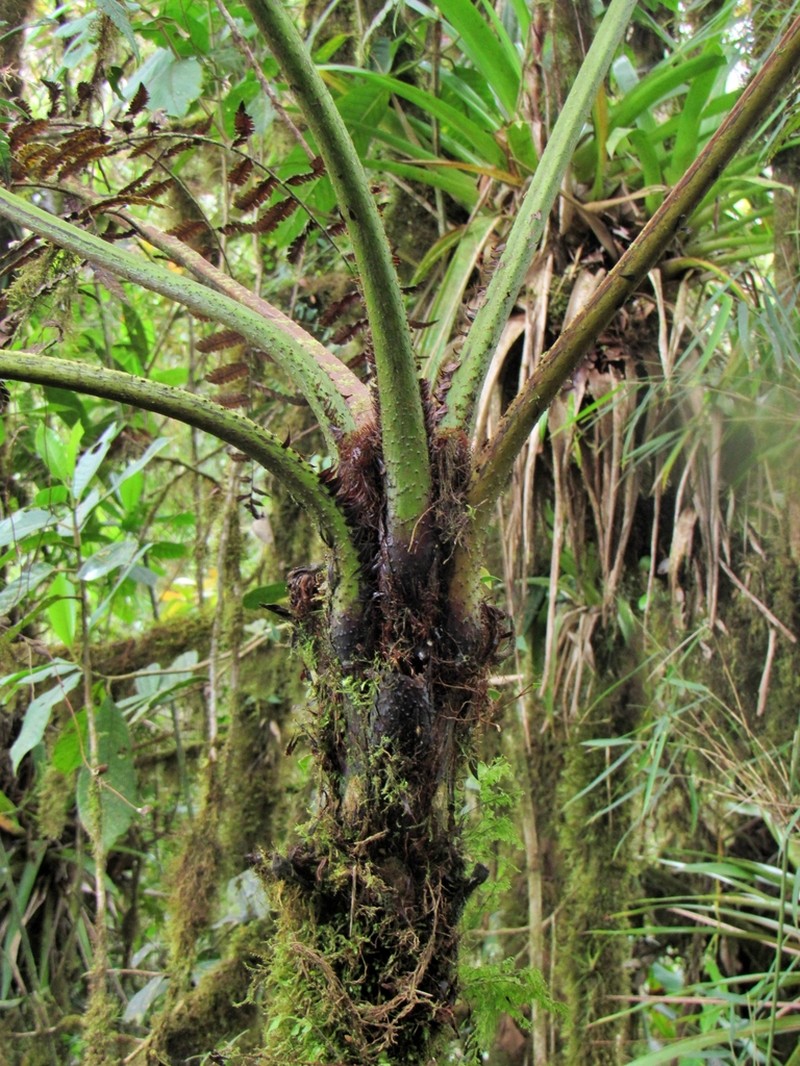 Cyathea meridensis photo 3
