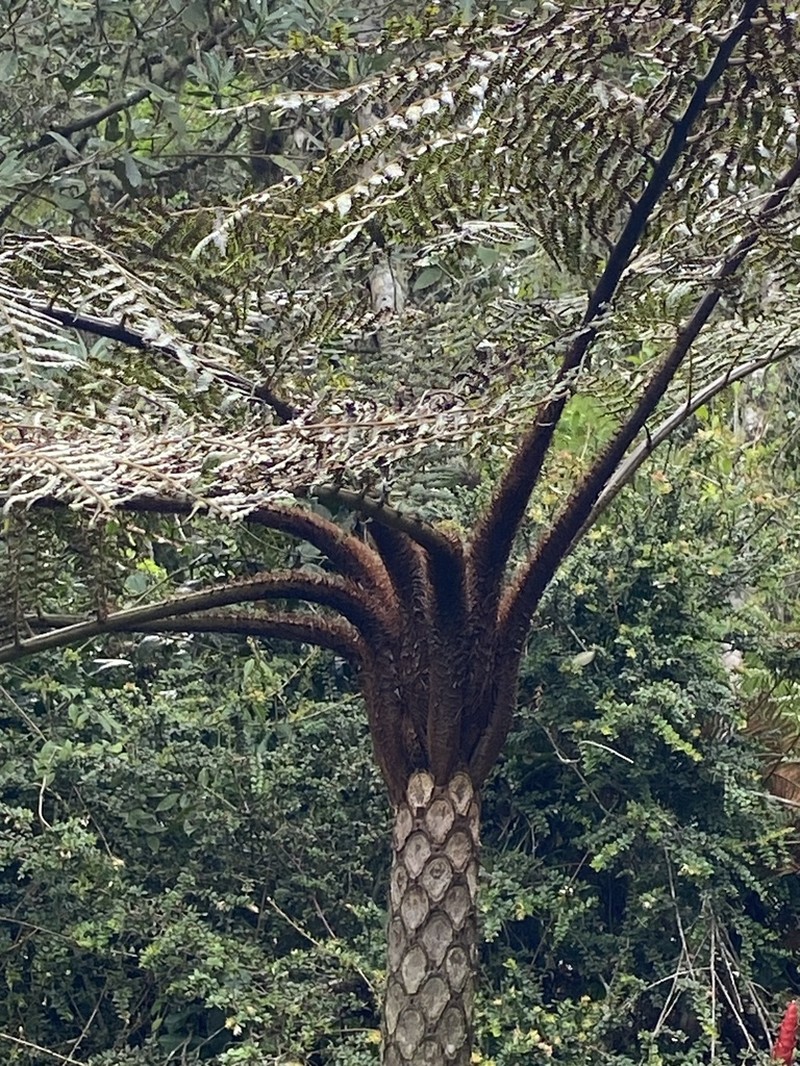 Cyathea meridensis photo 4