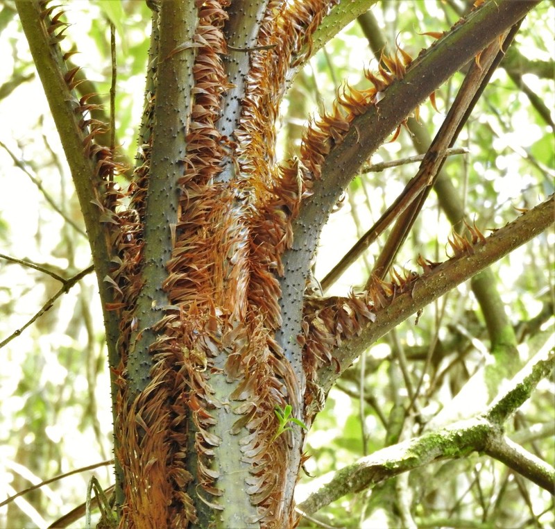 Cyathea meridensis photo 5