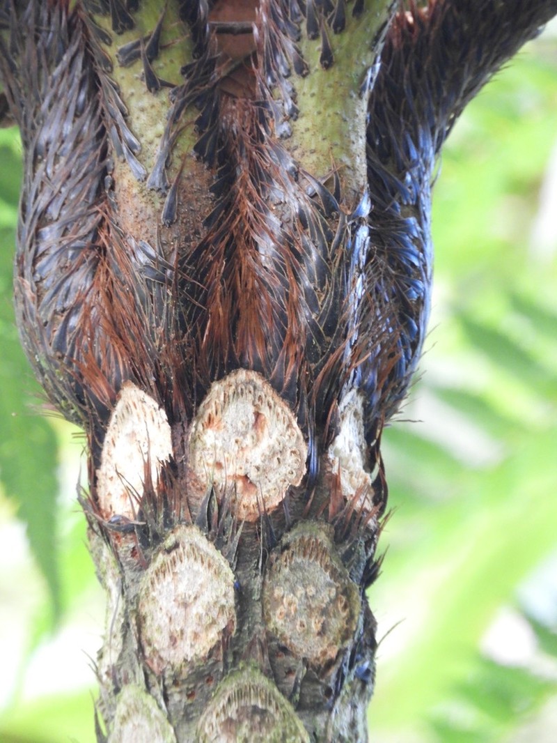 Cyathea meridensis photo 6