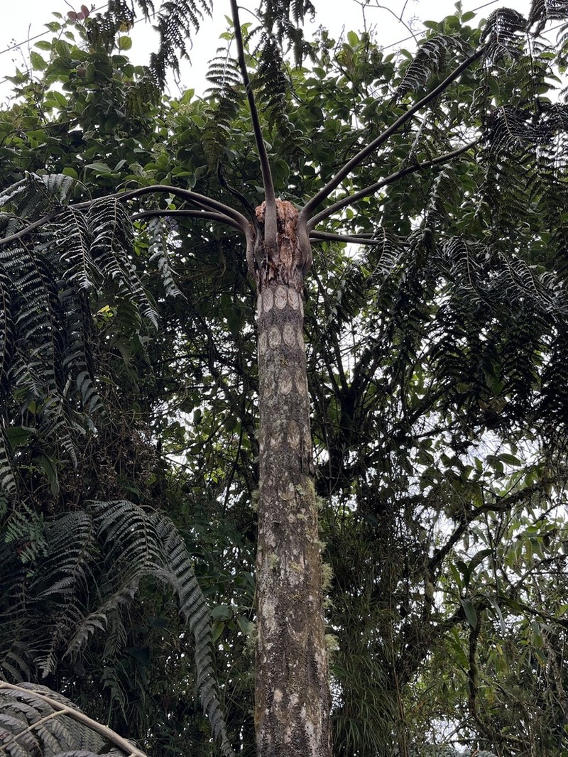 Cyathea meridensis photo 7