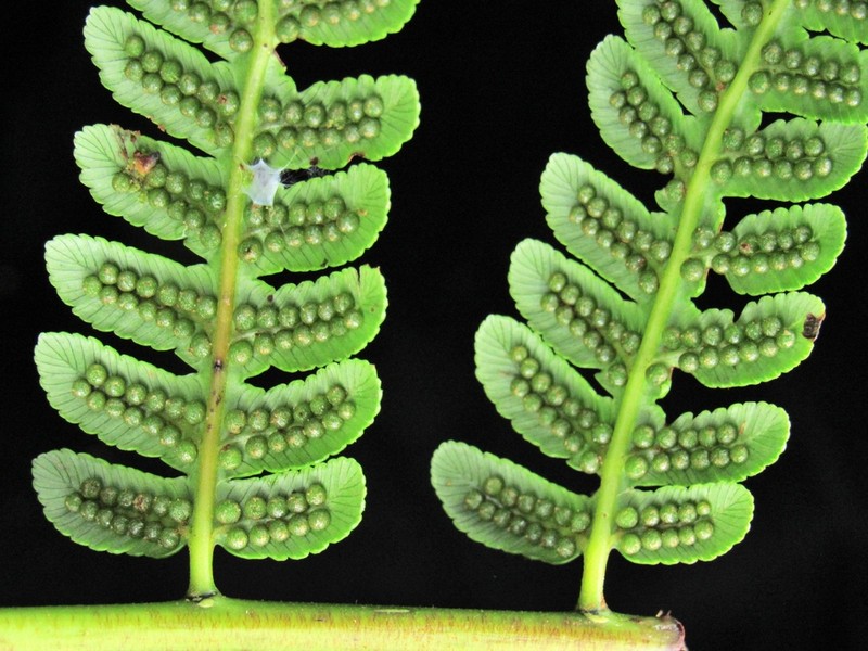 Cyathea meridensis photo 8