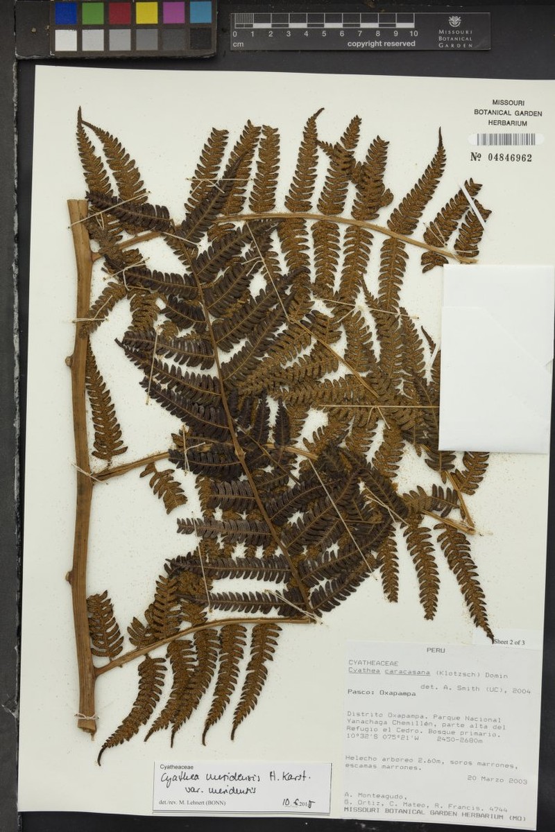 Cyathea meridensis var. meridensis