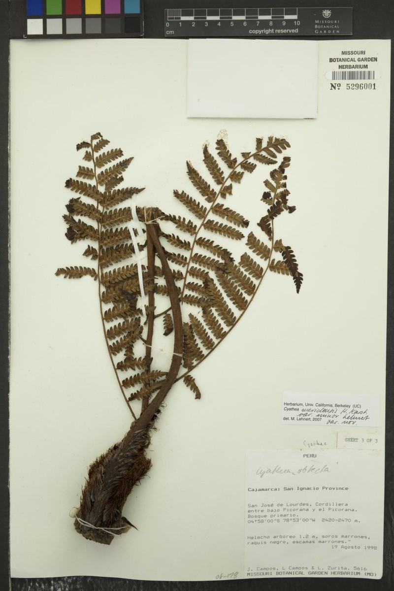 Cyathea meridensis var. nana
