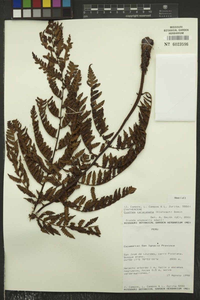 Cyathea meridensis var. nana photo 2
