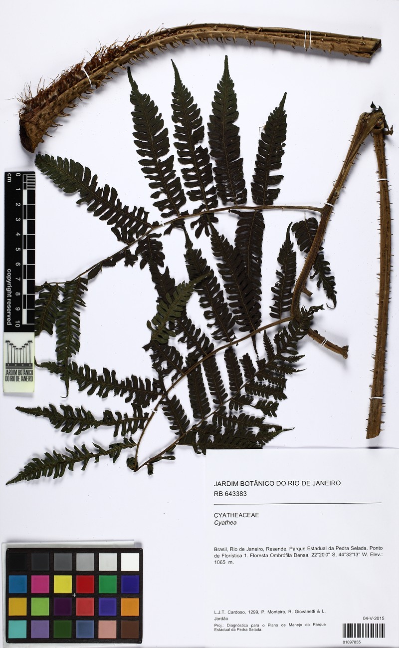 Cyathea mexiae
