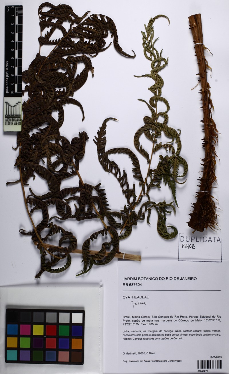 Cyathea mexiae photo 2