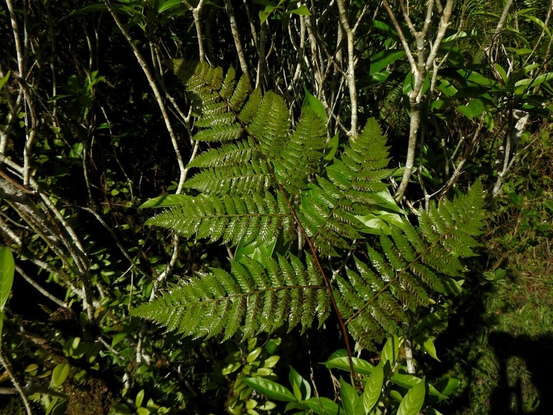Cyathea microdonta