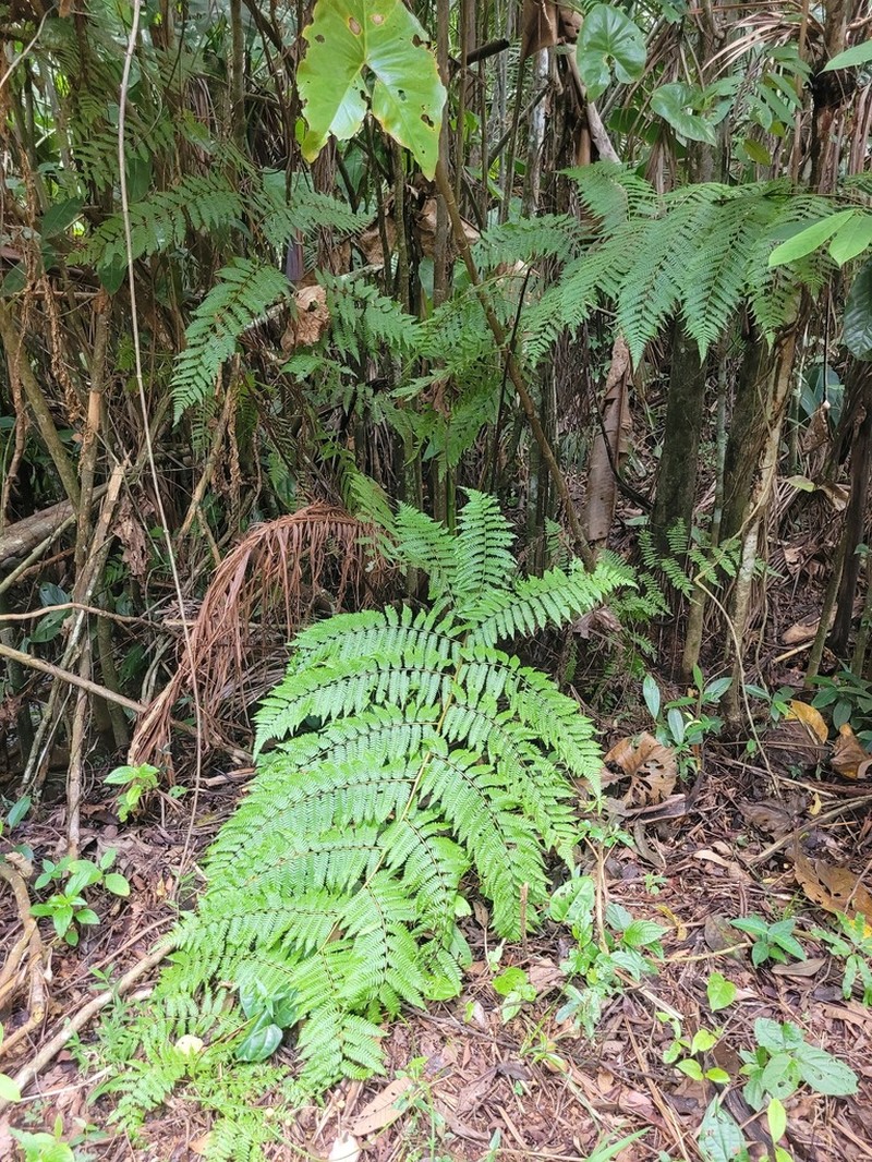 Cyathea microdonta photo 2