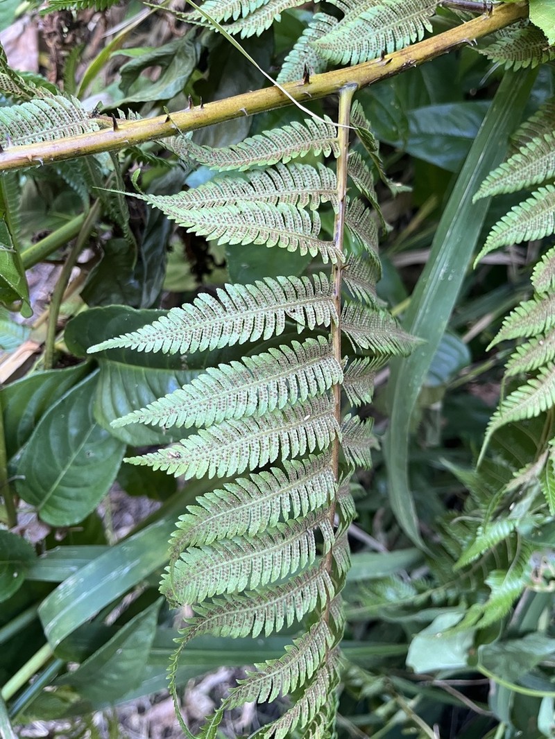 Cyathea microdonta photo 3