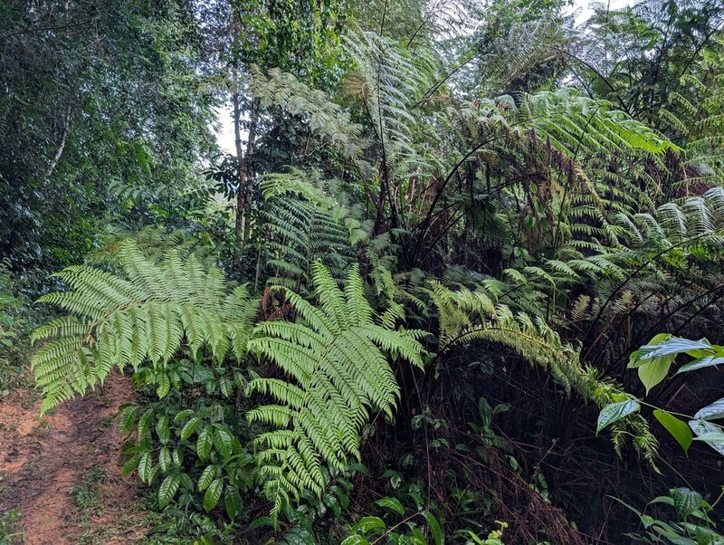 Cyathea microdonta photo 4