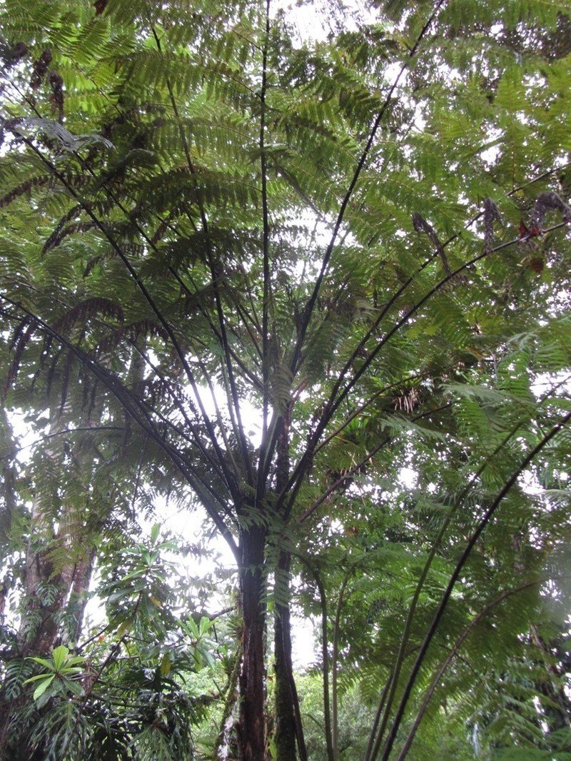 Cyathea microdonta photo 5