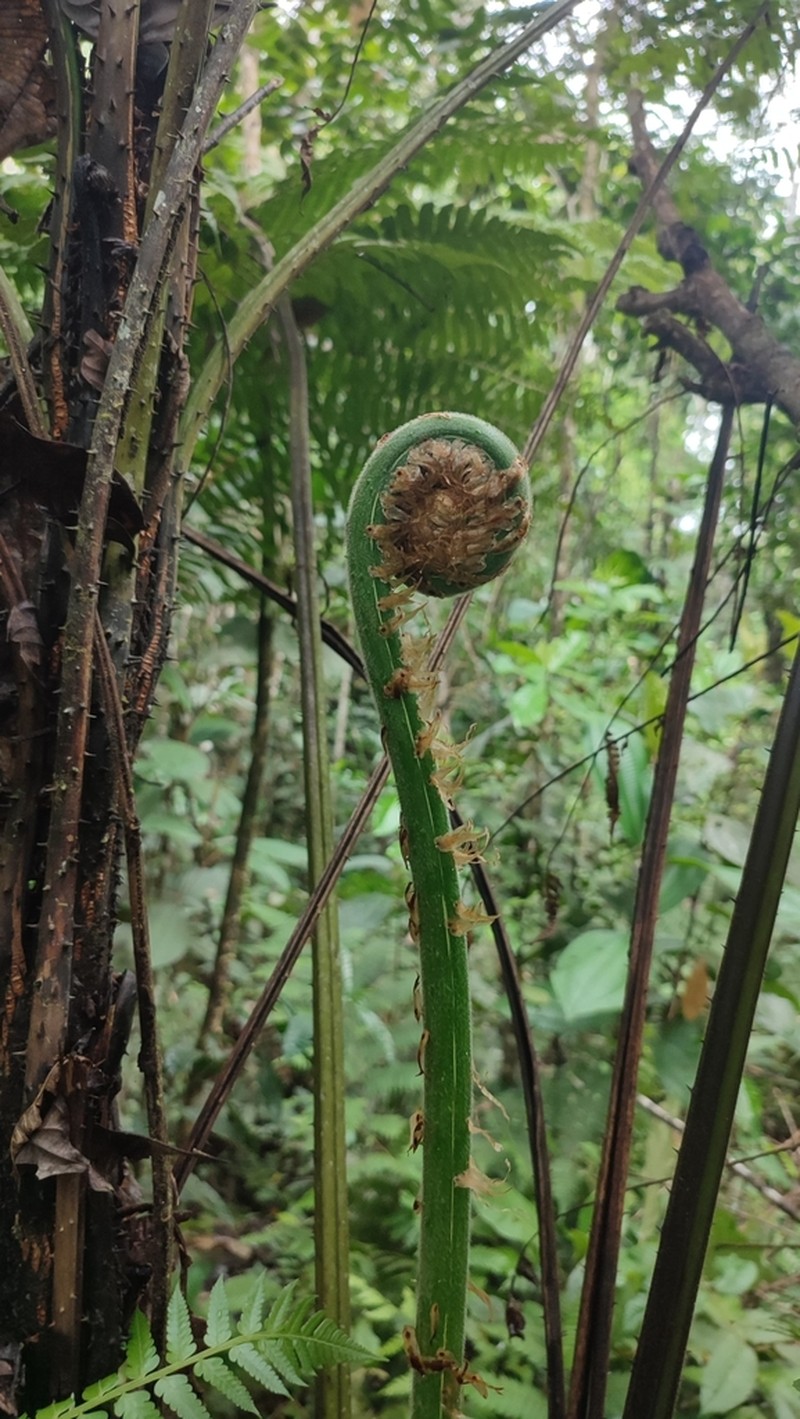 Cyathea microdonta photo 6