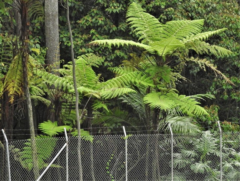 Cyathea microdonta photo 7
