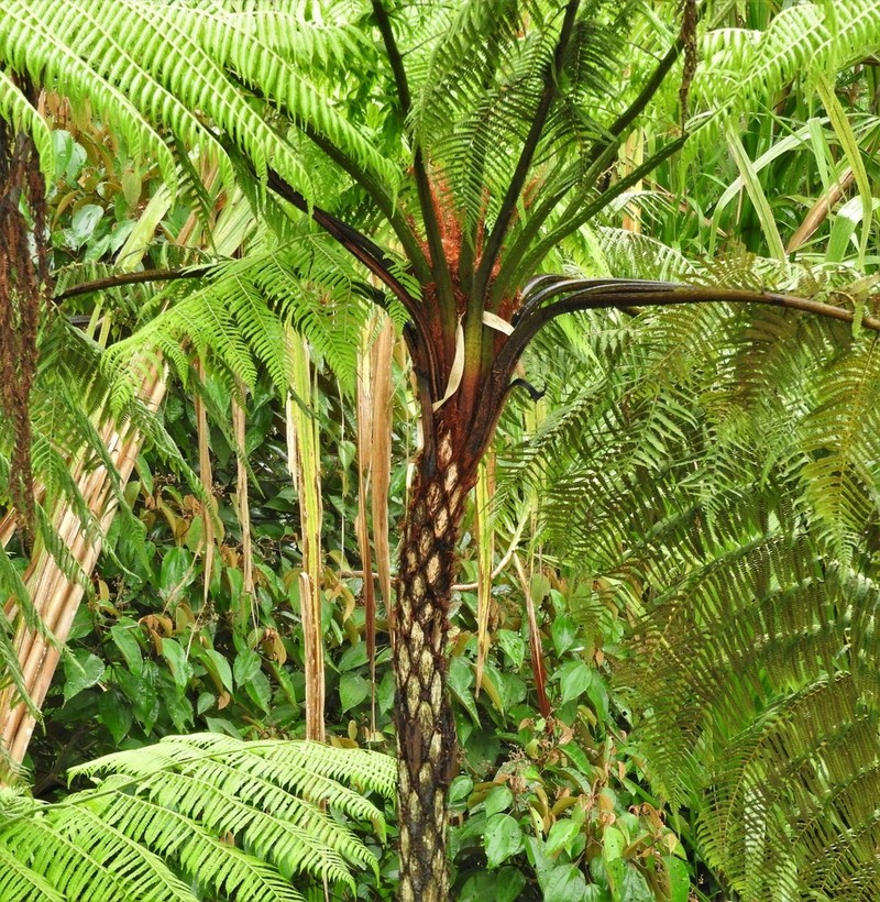 Cyathea microdonta photo 8