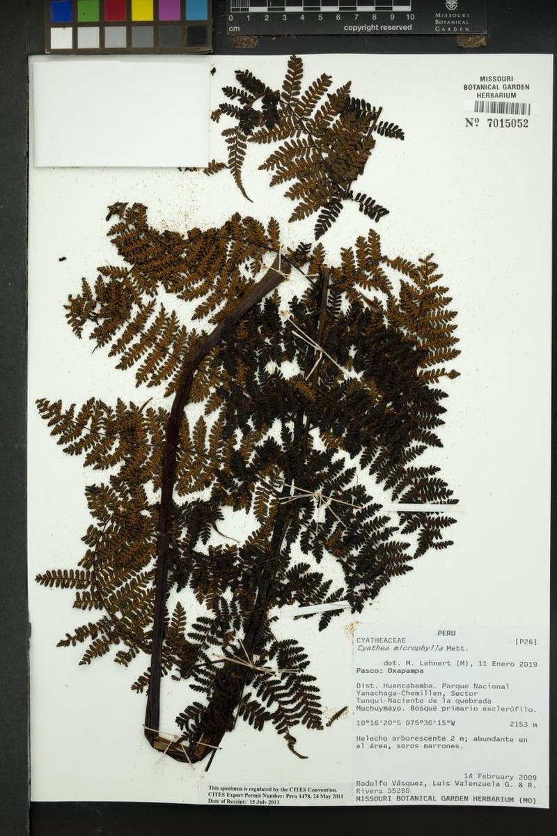 Cyathea microphylla