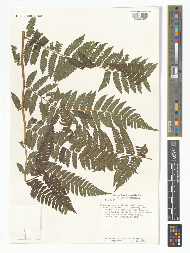Cyathea microphylla photo 2