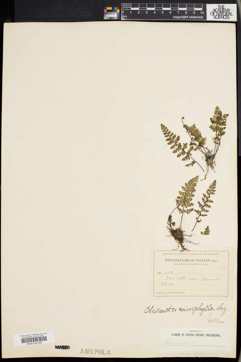 Cyathea microphylla photo 3