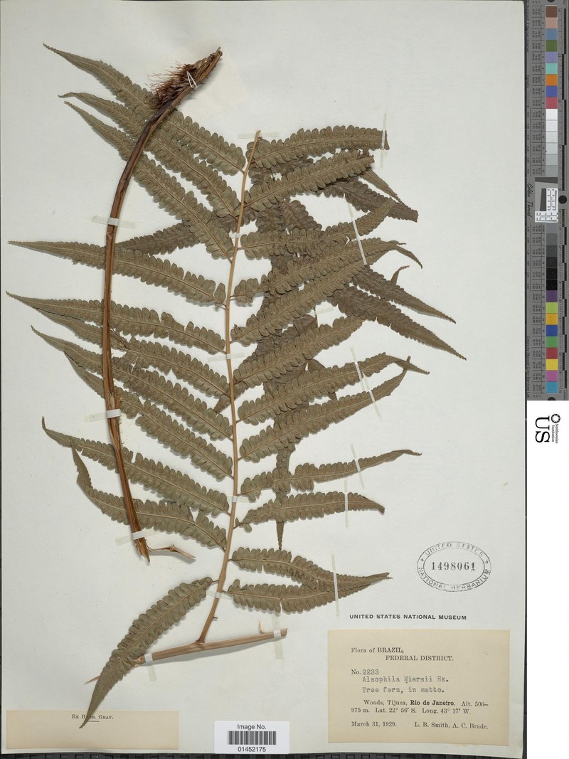 Cyathea miersii
