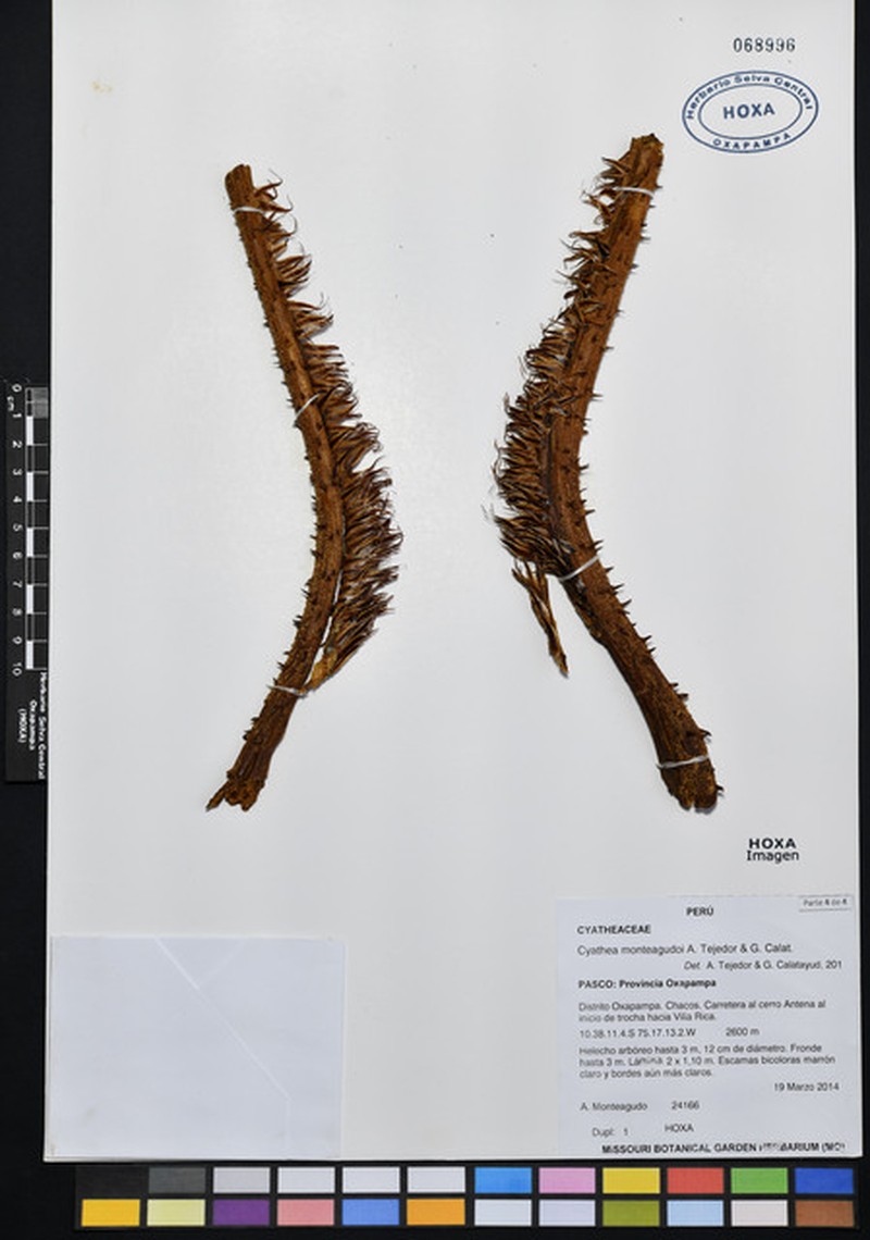Cyathea monteagudoi