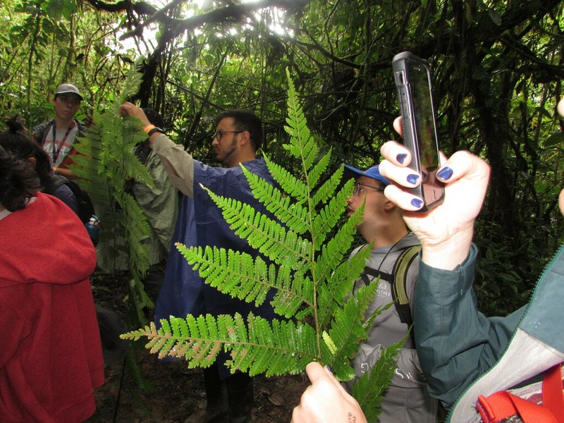 Cyathea multiflora photo 2
