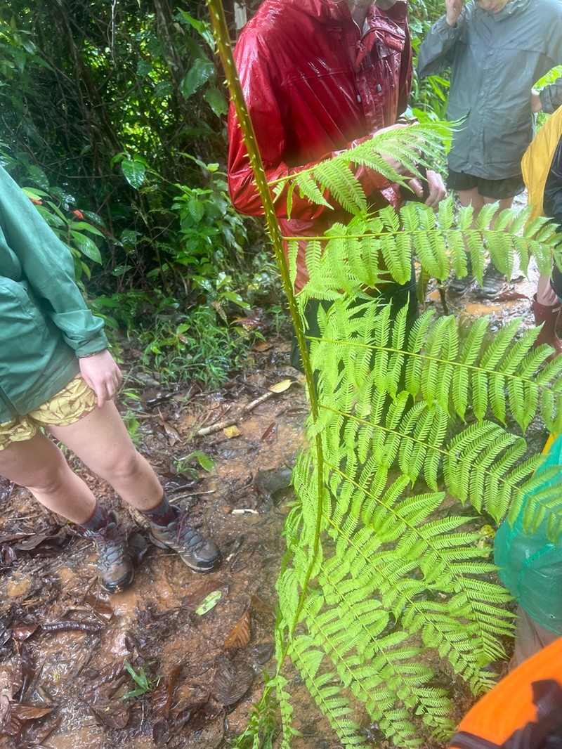 Cyathea multiflora photo 3