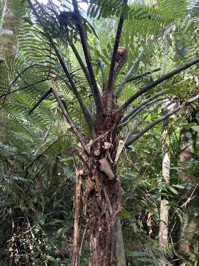 Cyathea multiflora photo 4
