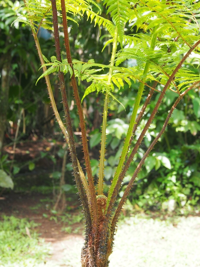 Cyathea multiflora photo 5