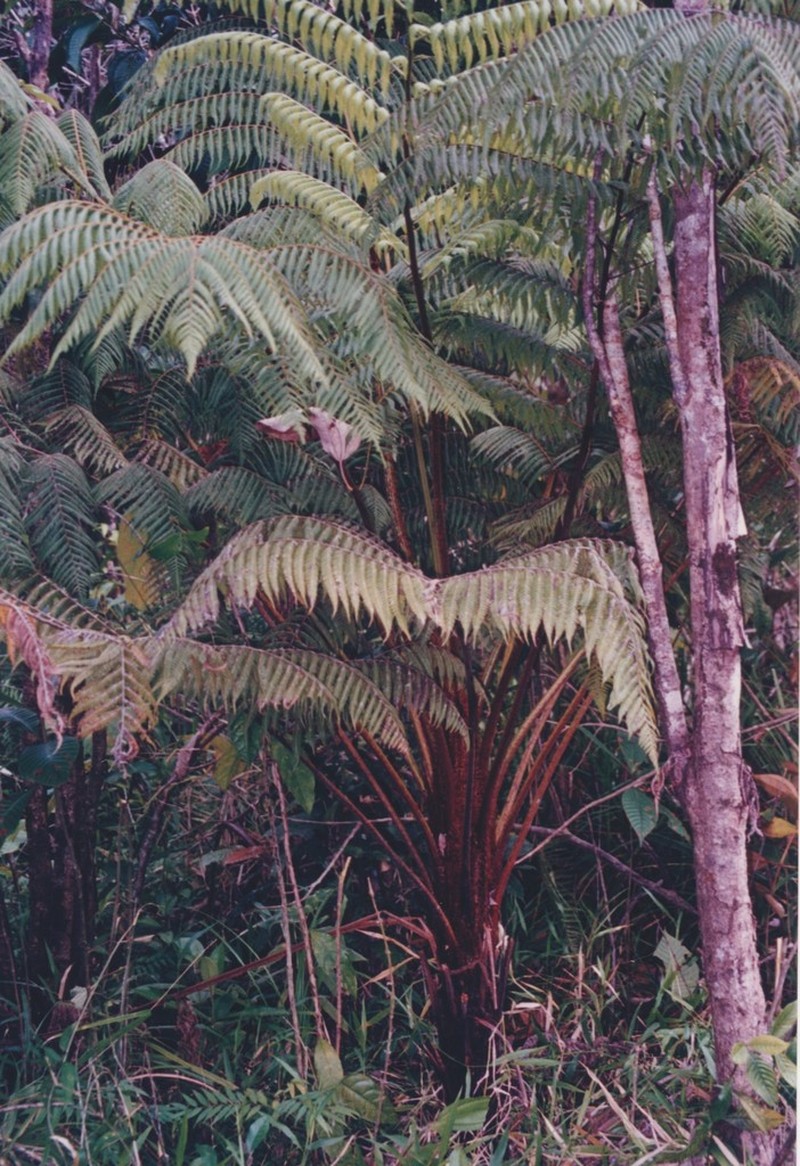 Cyathea multiflora photo 6