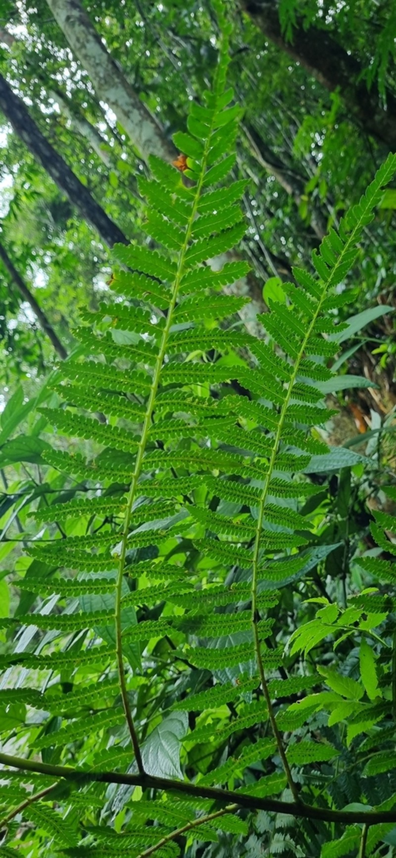 Cyathea multiflora photo 7