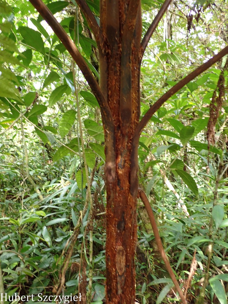 Cyathea multiflora photo 8