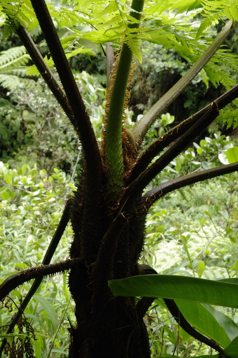 Cyathea muricata