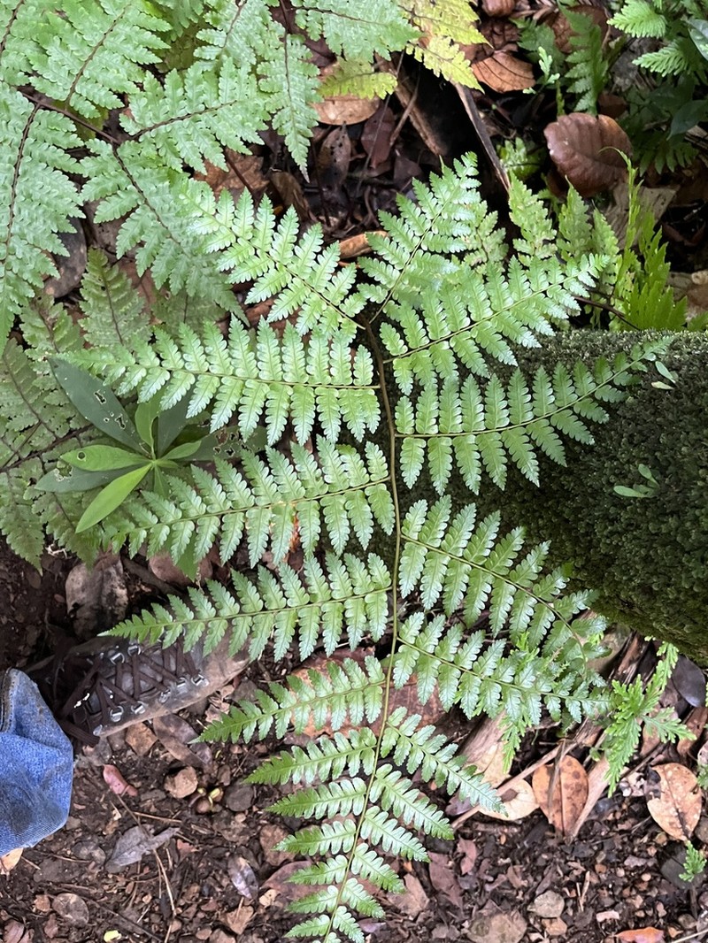 Cyathea muricata photo 2