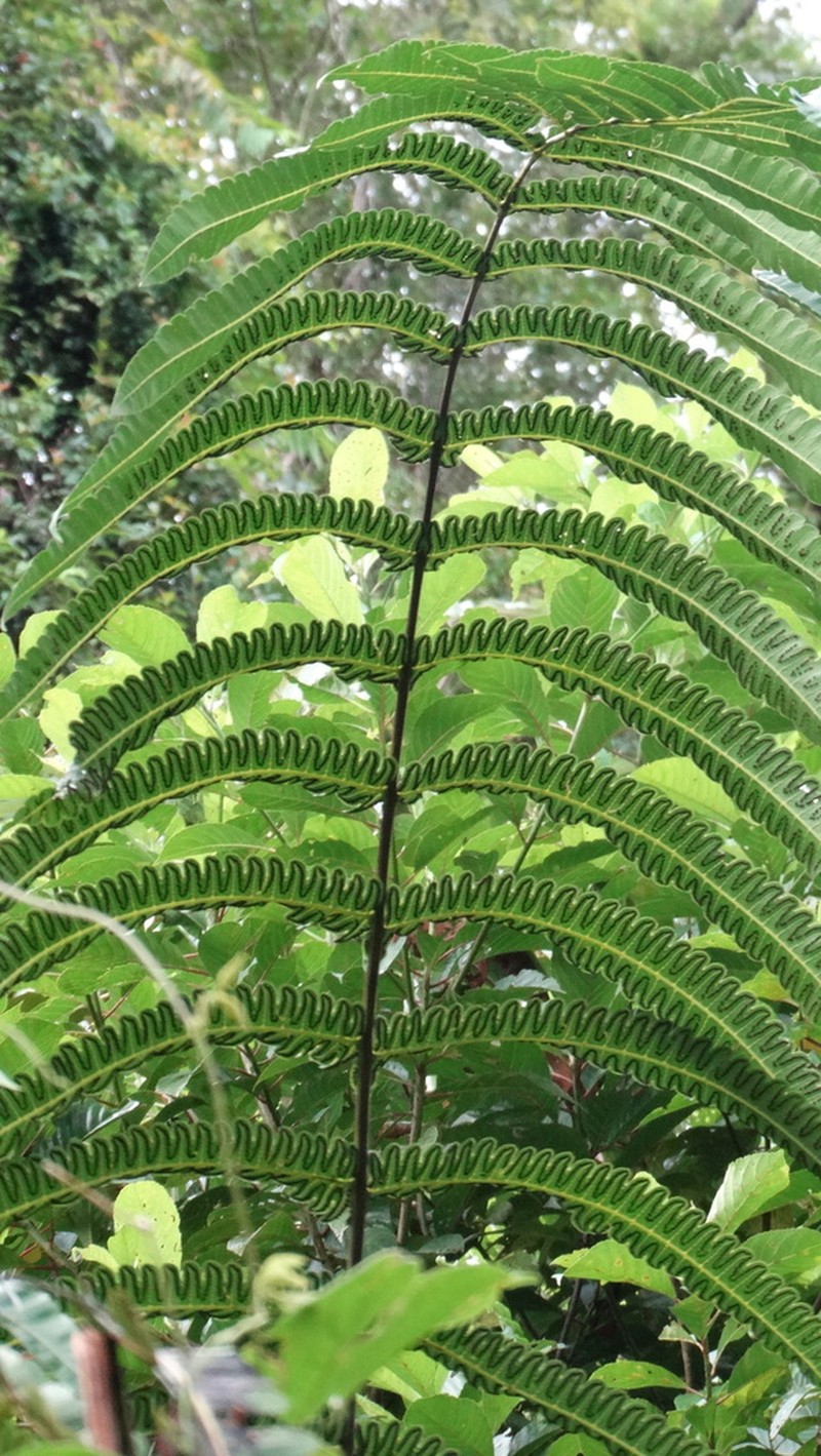 Cyathea mutica photo 2