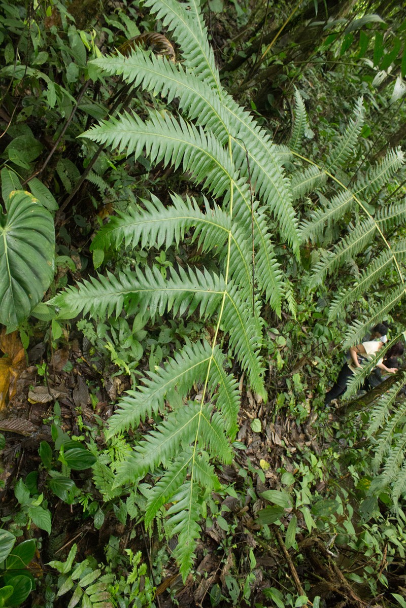 Cyathea mutica photo 3