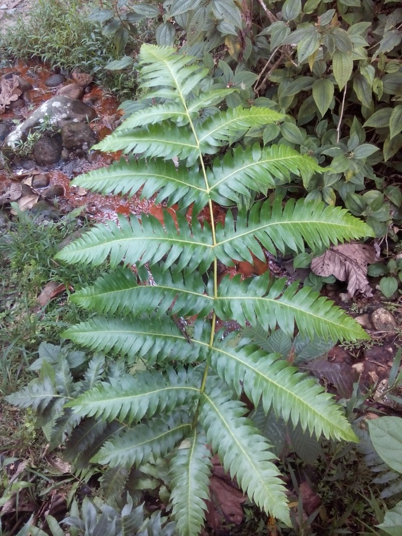 Cyathea mutica photo 4